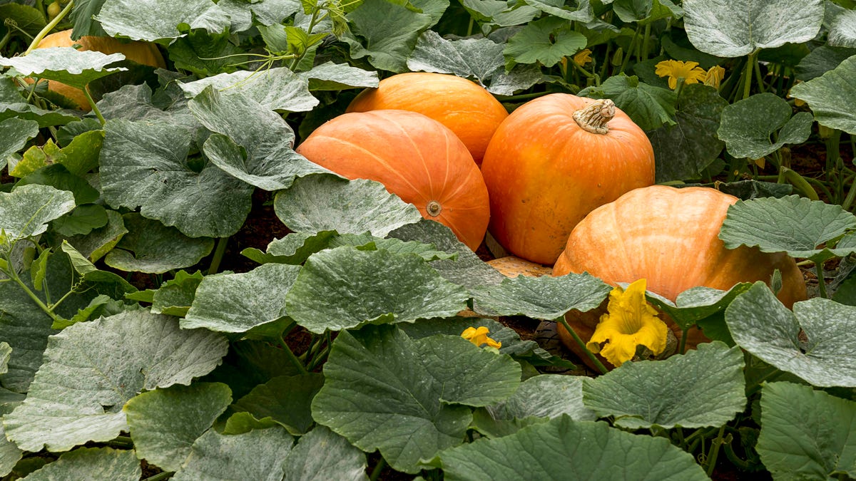 preview for How to Plant a Fall Garden