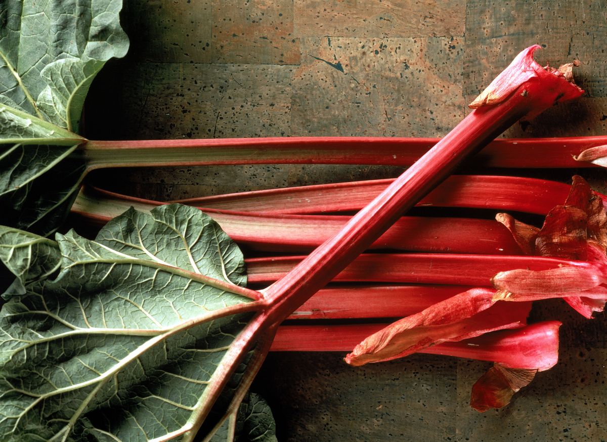 how to grow rhubarb