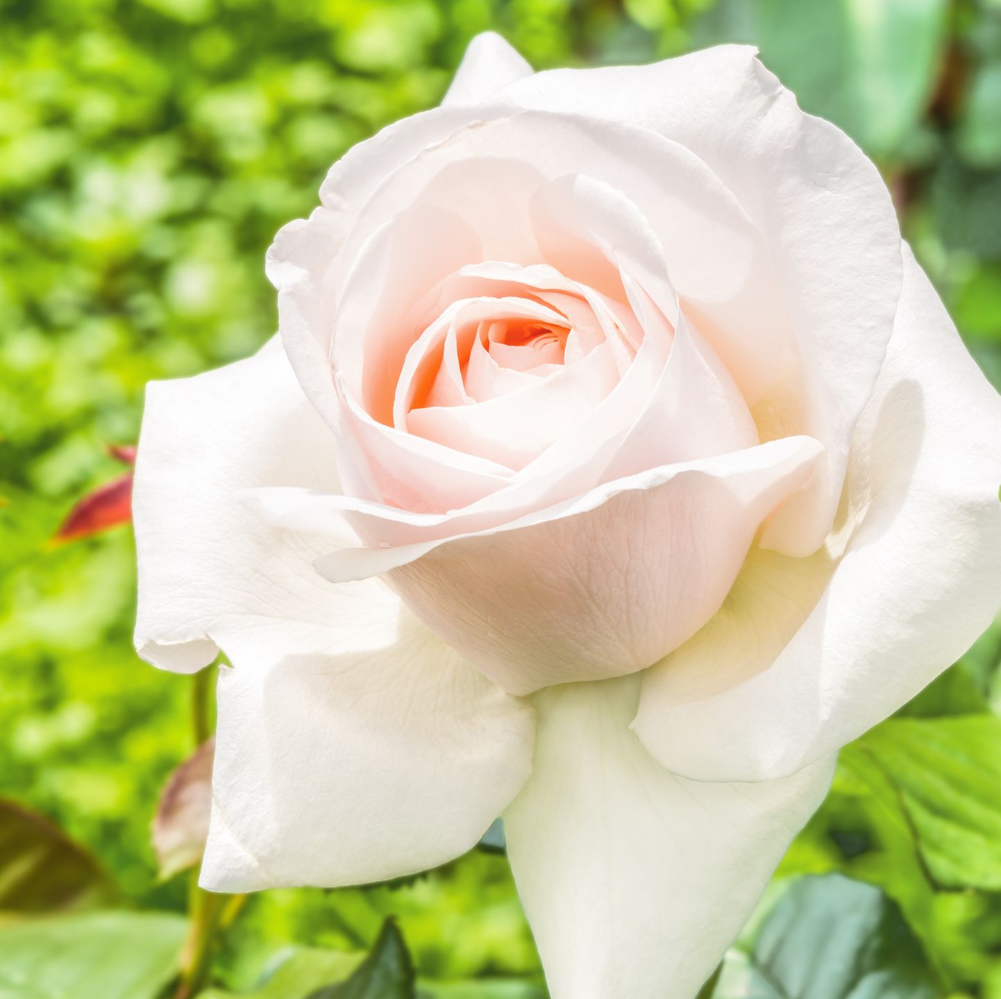 How To Grow Roses - Growing Roses