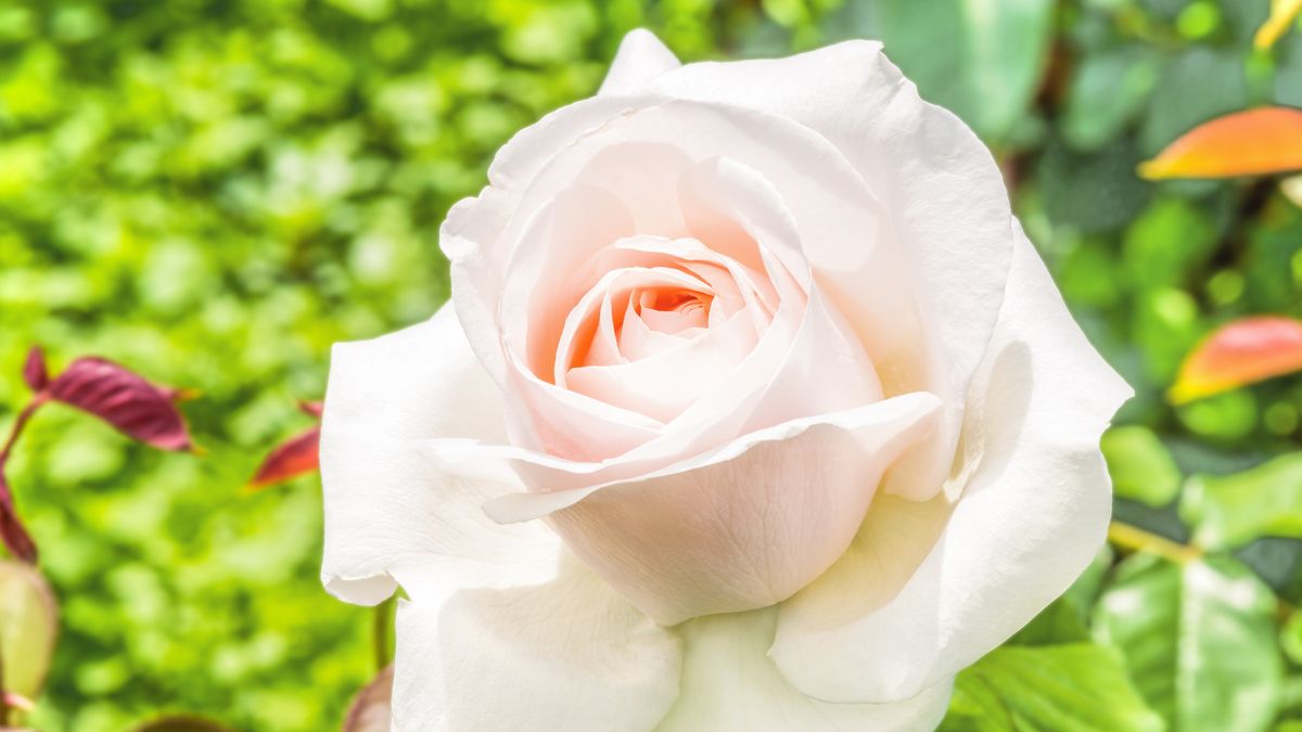 preview for Cómo cuidar las rosas, la flor más bella y pasional que puedes tener en tu jardín