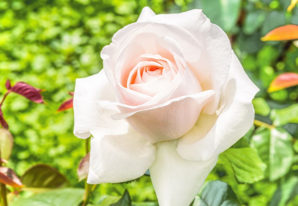 Pétalos de rosa y sus beneficios - Blog de flores y noticias frescas
