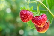 how to grow strawberries