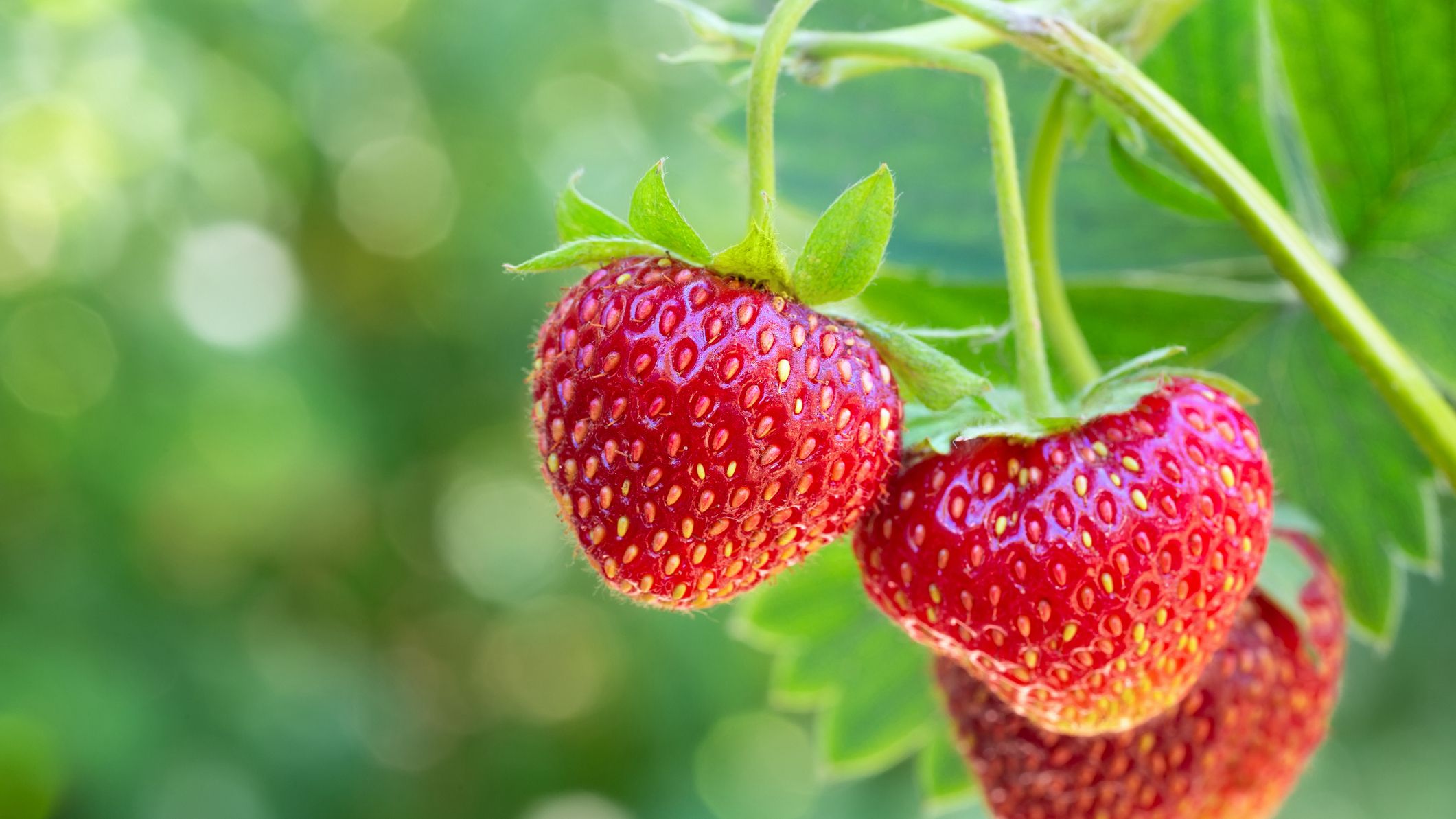 How to Grow Strawberries - Planting and Growing Strawberries