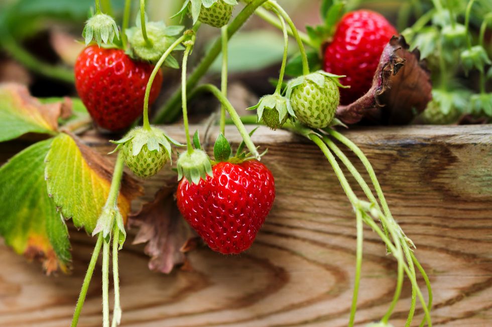 how to grow strawberries