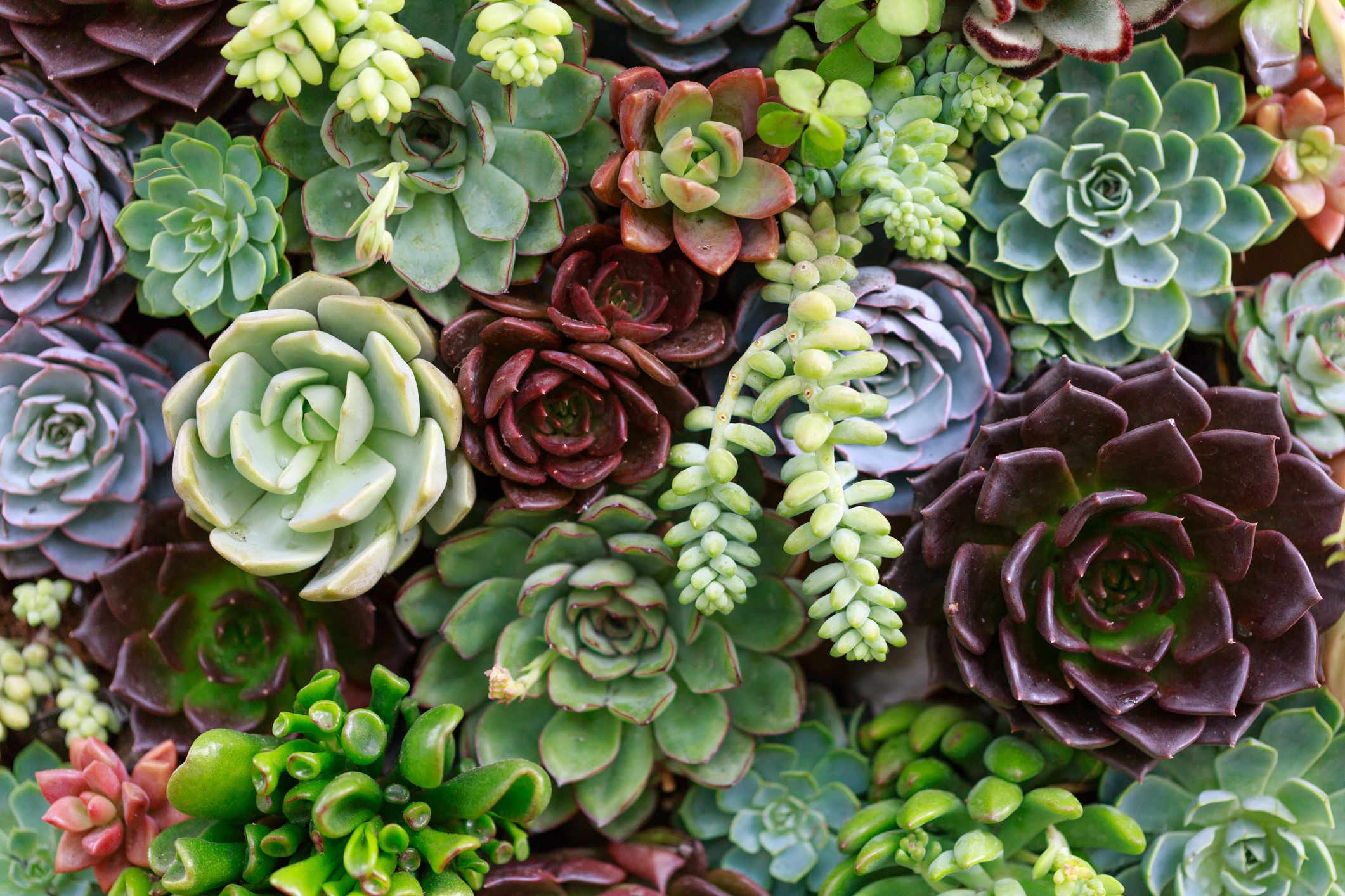 Overgrowth Green Succulents 2001106  Prime Walls US
