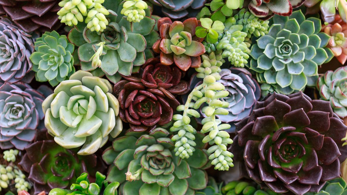 preview for How to Care for Succulents