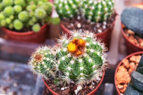 how to grow succulents, cacti