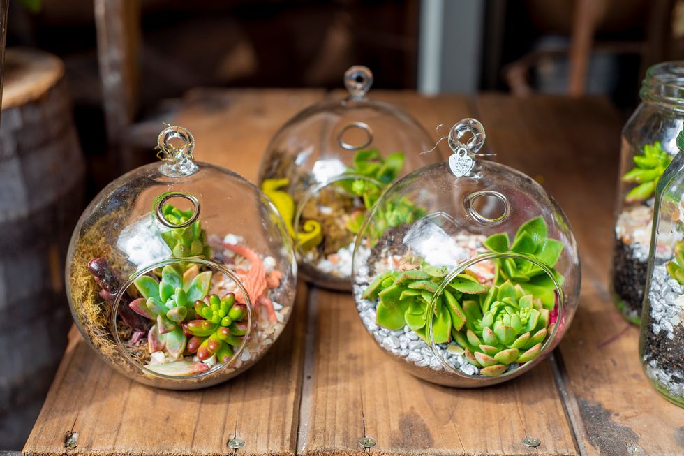 how to grow succulents, succulents in round glass containers