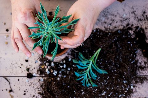 how to grow succulents, person potting succulent