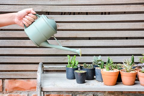 how to grow succulents, person watering succulents