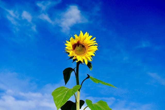 How to grow sunflowers, according to a gardening expert.