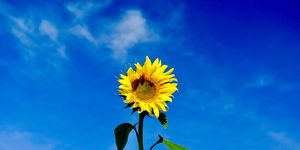 how to grow sunflowers