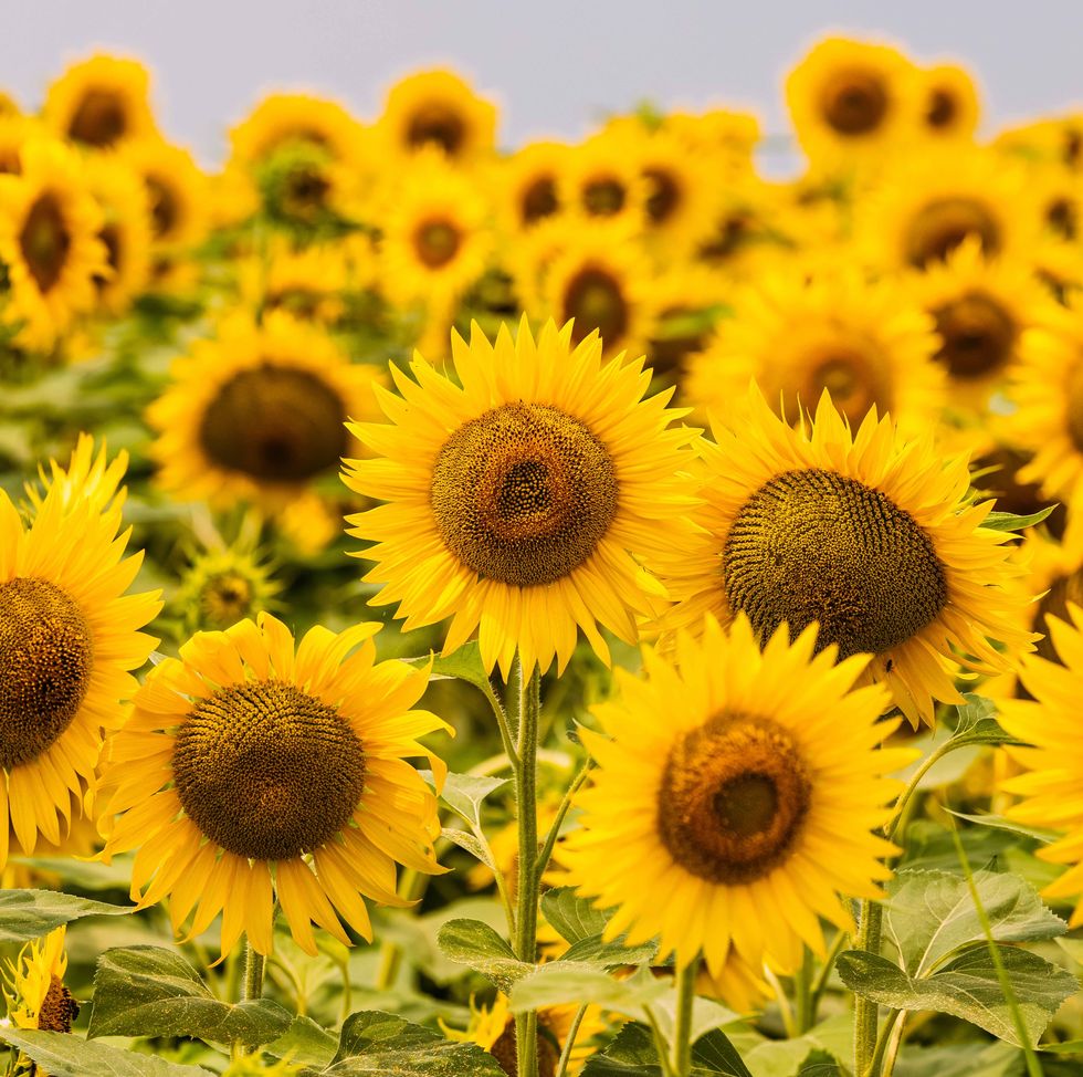 How to Grow Sunflowers - Planting and Growing Sunflowers