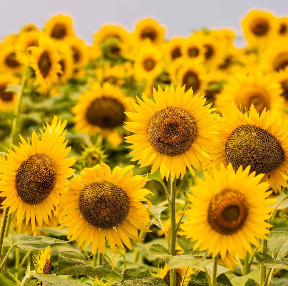 How to Grow Sunflowers - Planting and Growing Sunflowers