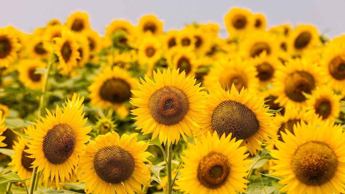 preview for How to Grow Sunflowers