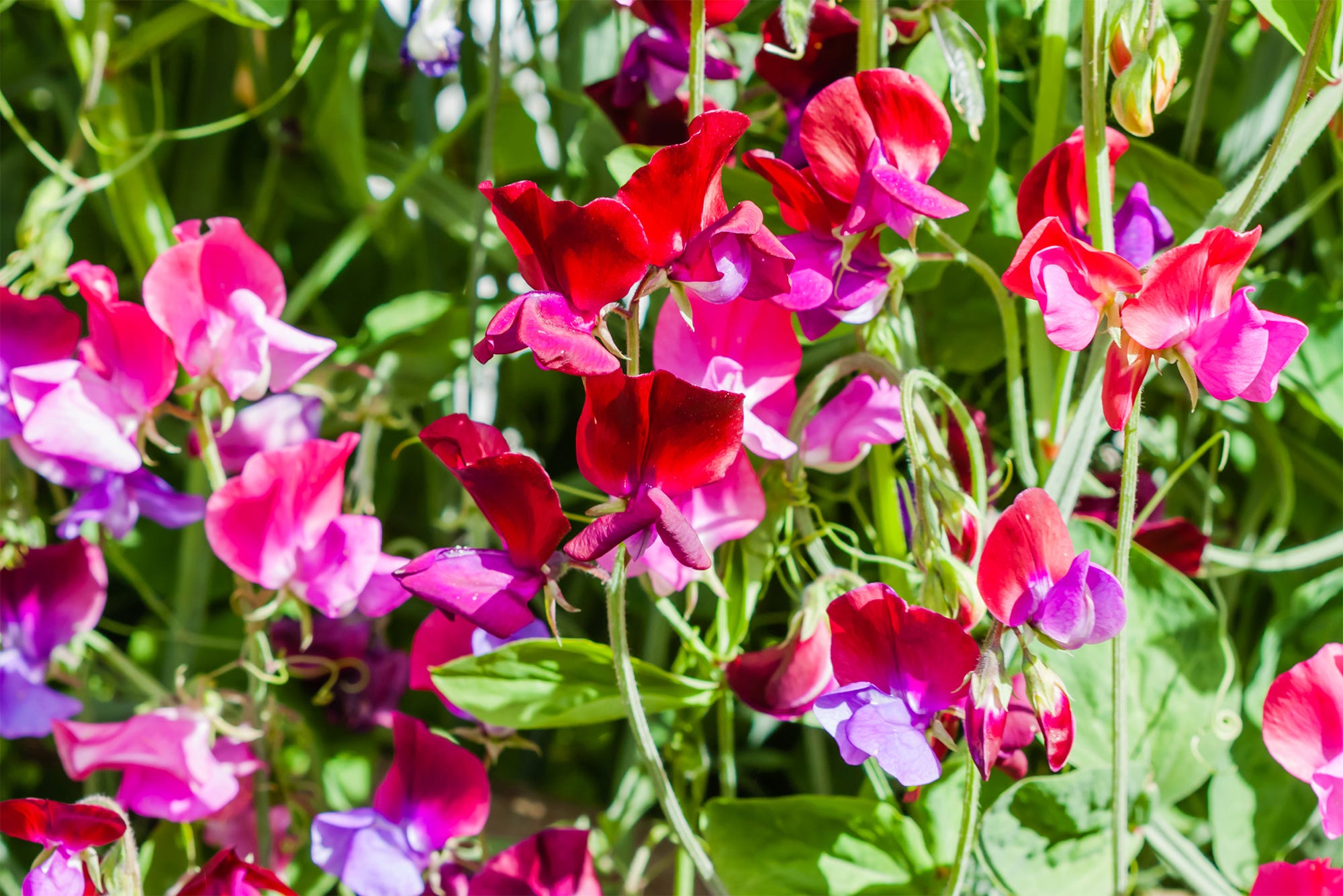 how to grow sweet peas