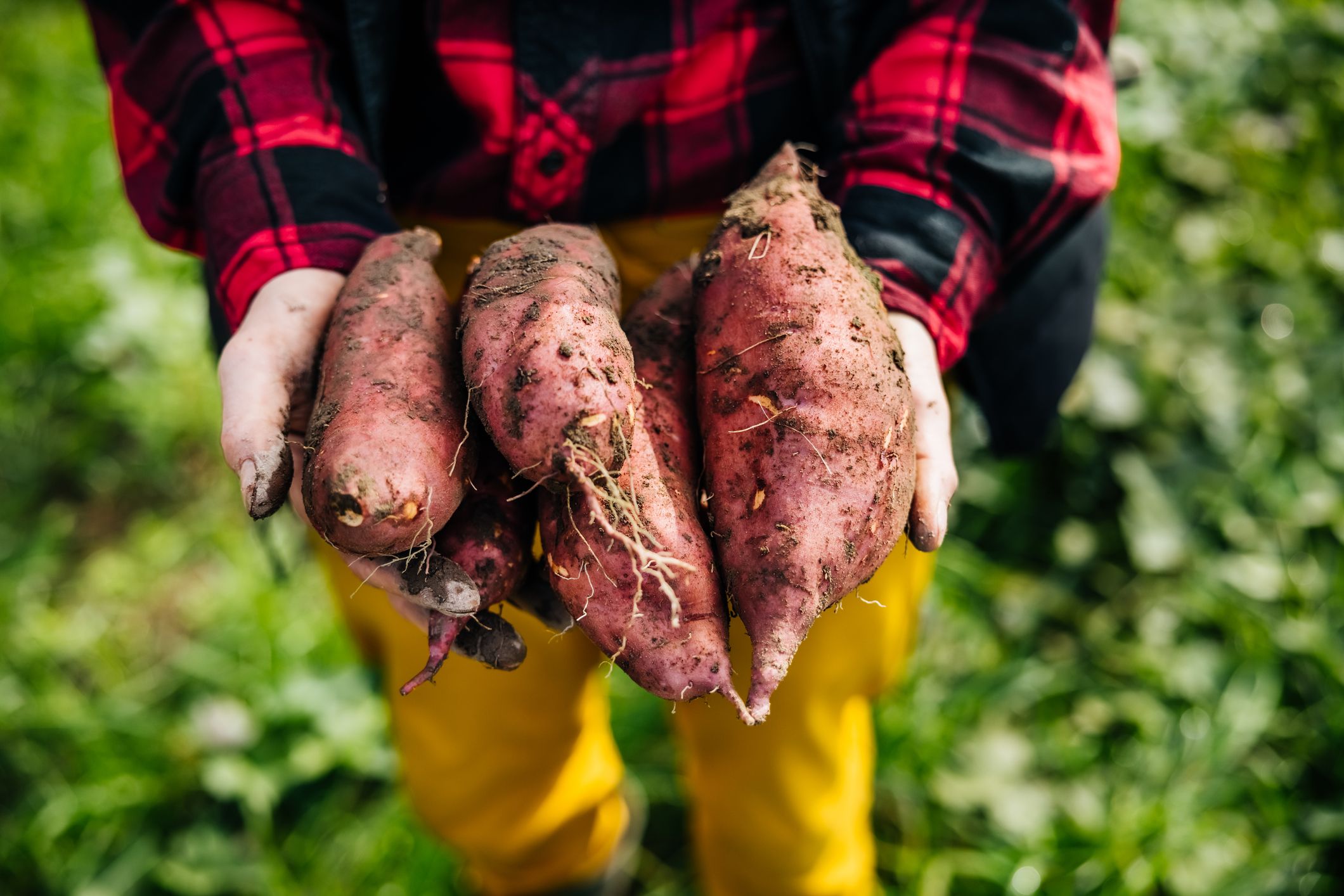 Any Beginner Can Follow This Easy Guide on How to Grow Sweet Potatoes at Home