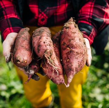 how to grow sweet potatoes a close up of a farmer holding some freshly harvested organic sweet potatoes