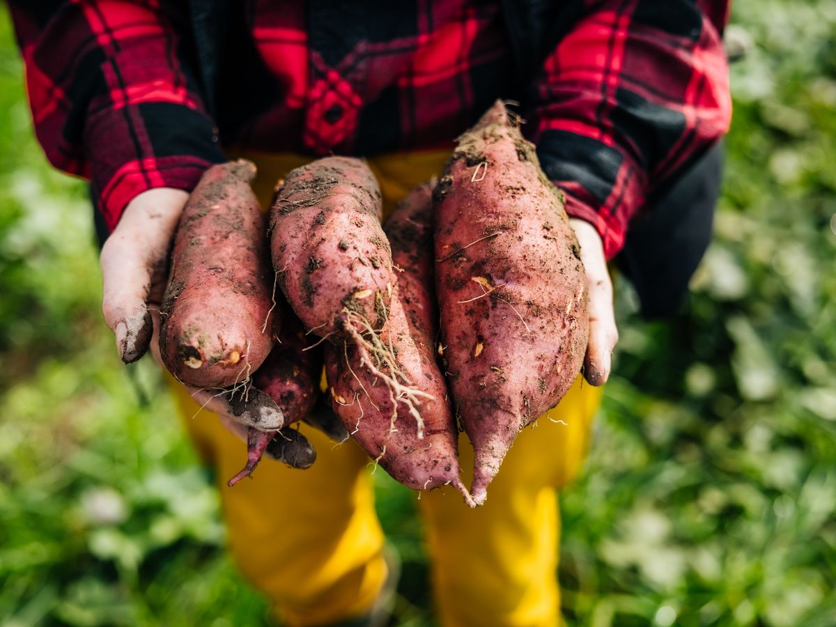 Grow Sweet Potatoes in Bags