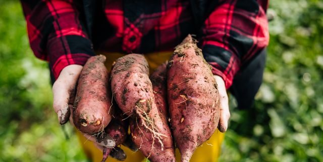 https://hips.hearstapps.com/hmg-prod/images/how-to-grow-sweet-potatoes-6421fbe38062e.jpg?crop=1.00xw:0.753xh;0,0.103xh&resize=640:*