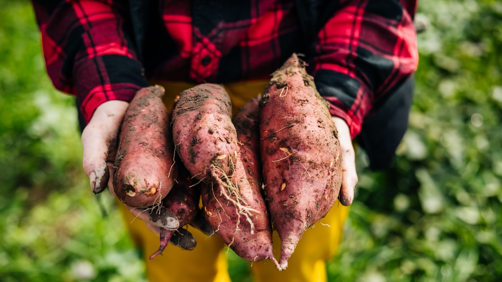sweet potato roots