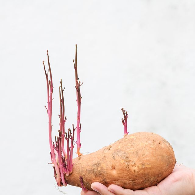 new idea 2023 fruit vegetable potato