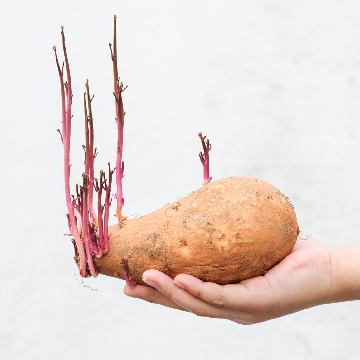 how to grow sweet potatoes, hand holding a sprouting sweet potato