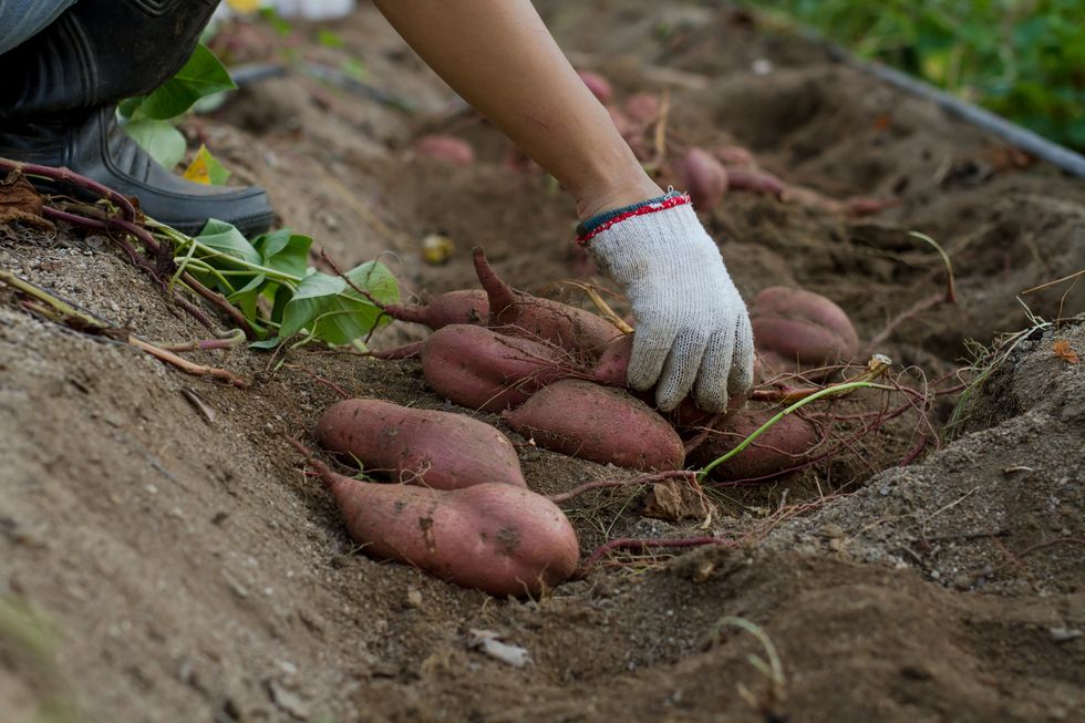 how to grow sweet potatoes, farmer wearing fabric gloves while holding sweet potatoes in the ground