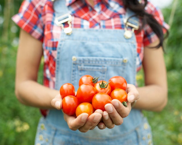 How to Grow Tomatoes - Planting Tomatoes from Seeds