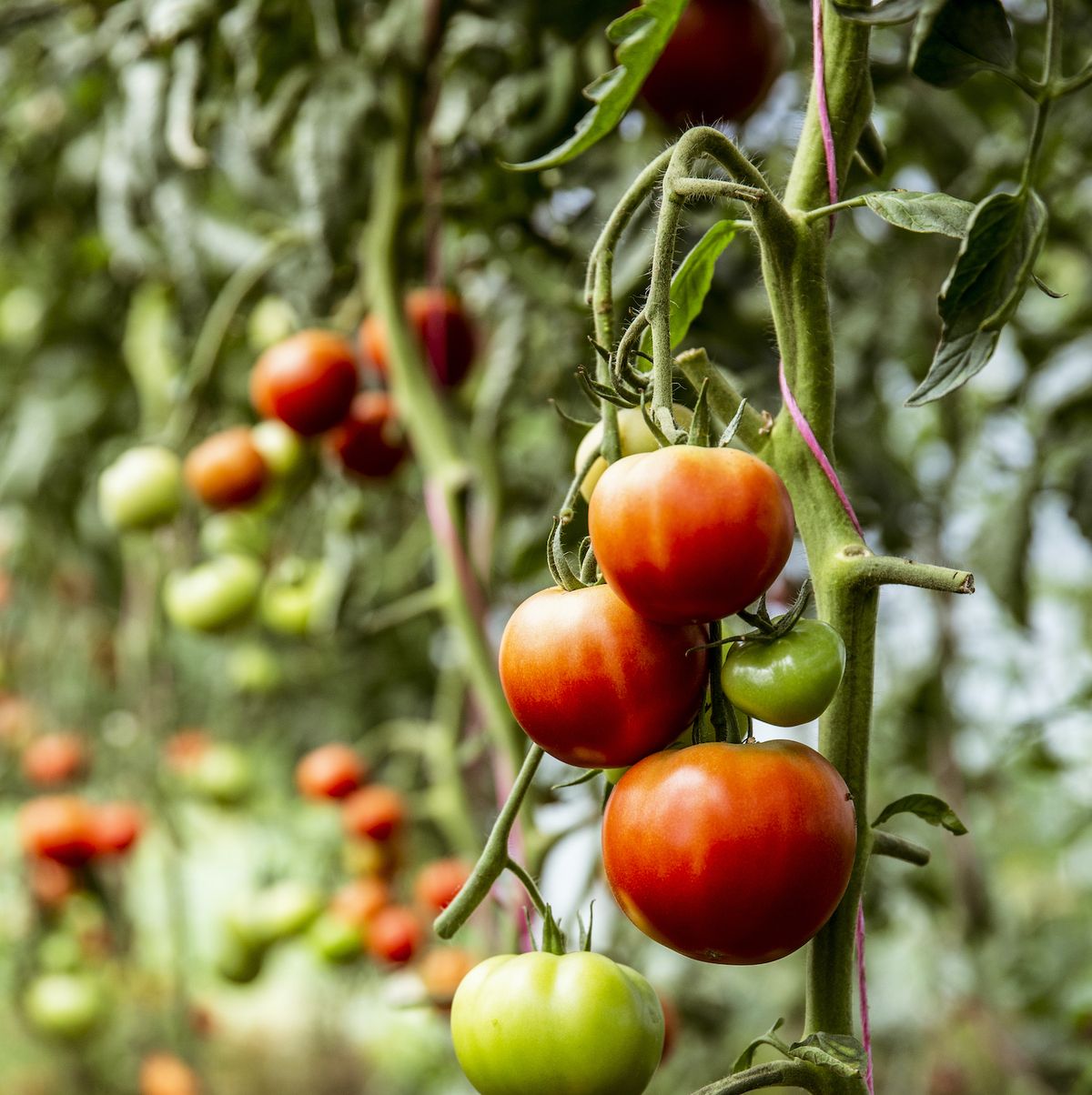 How to Grow Perfect Tomatoes - Tomato Shortage UK