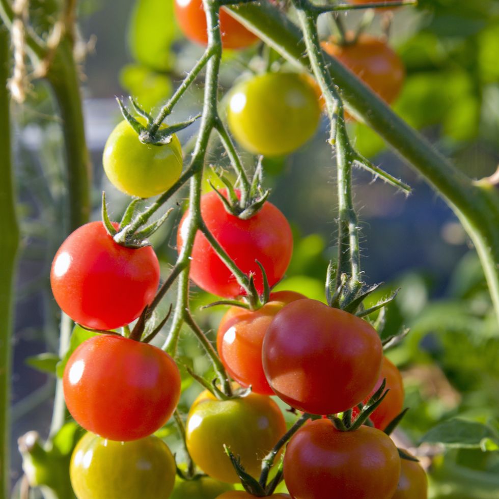 gardeners delight tomatoes in various stages of ripening