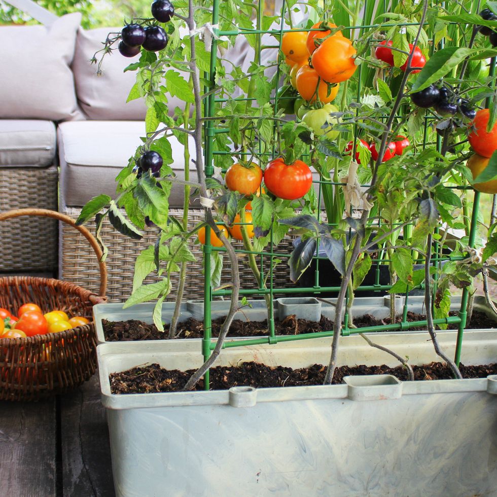 how to grow tomatoes balcony