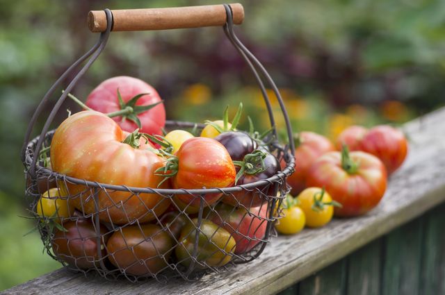 how to grow tomatoes from seed