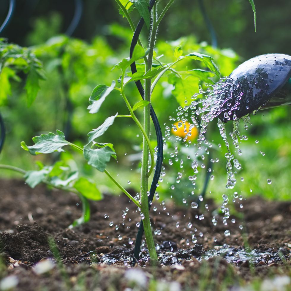 how to grow tomatoes watering