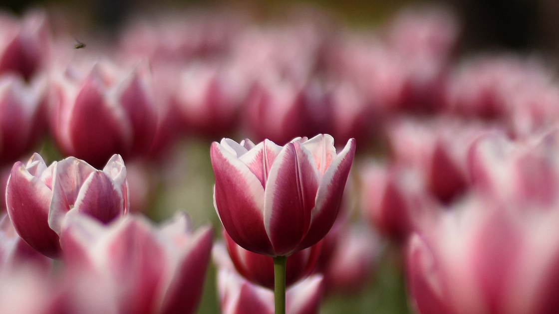 preview for Tulips at Hever Castle