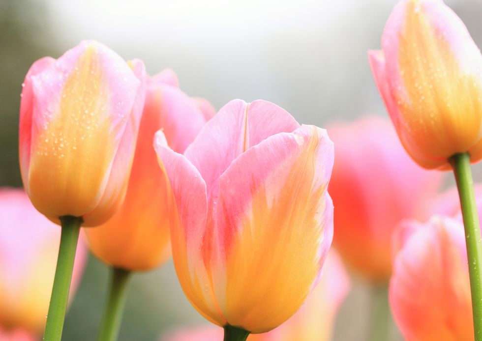 how to grow tulips