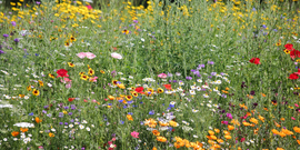 how to grow a wildflower meadow