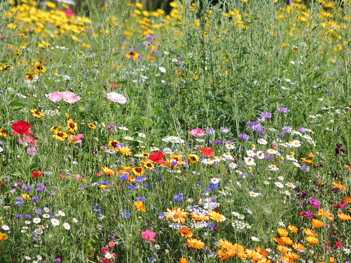 How to Turn Your Lawn into a Wildflower Garden