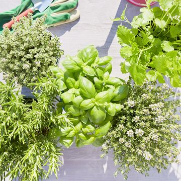 how to grow your own herbs, high angle view of potted fresh herbs, pink watering can, shovel and gardening gloves on wooden background in summer