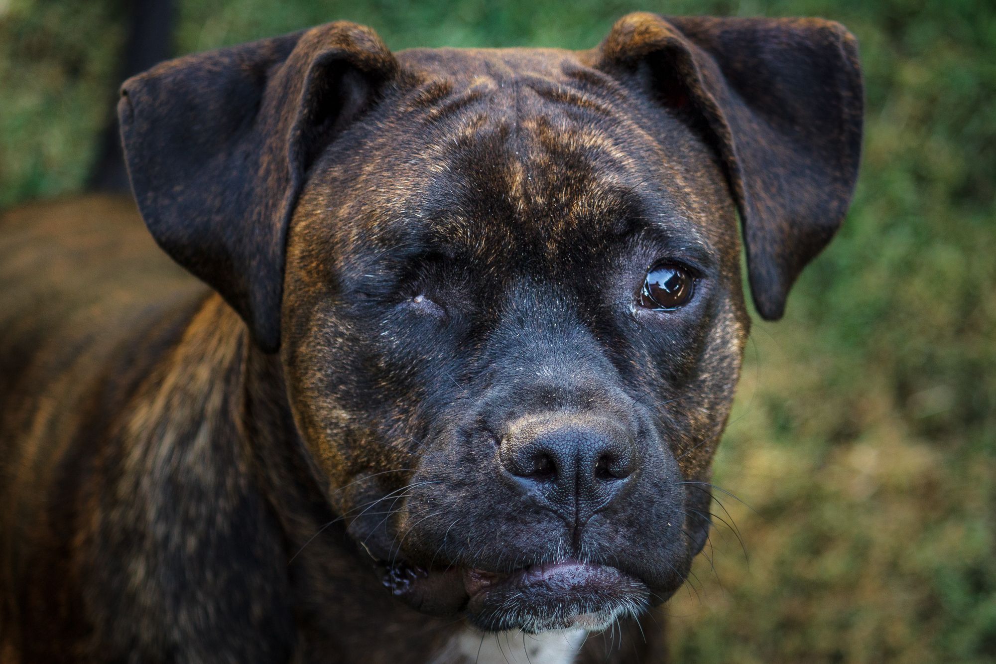 Training Tips For Blind Dogs