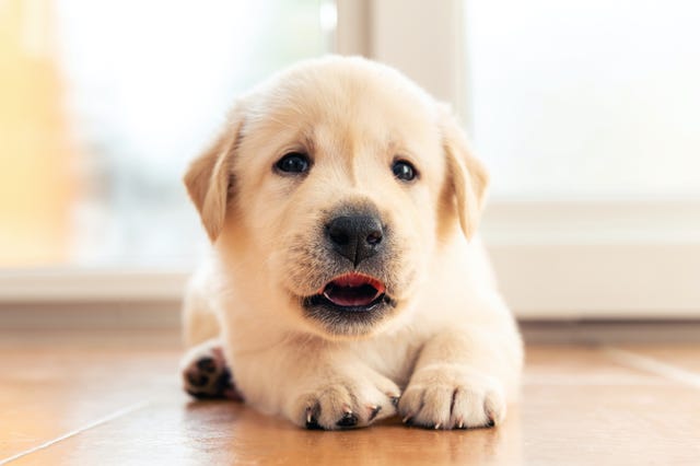 how to house train a puppy