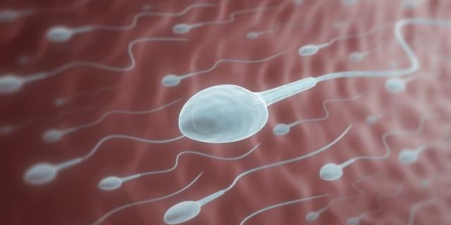 how to increase sperm count, foods that increase sperm count, increase sperm count, sperm, healthy sperm, what makes sperm  healthy, healthy body mass index, antioxidants, alcohol and sperm, stress and sperm, acupuncture,