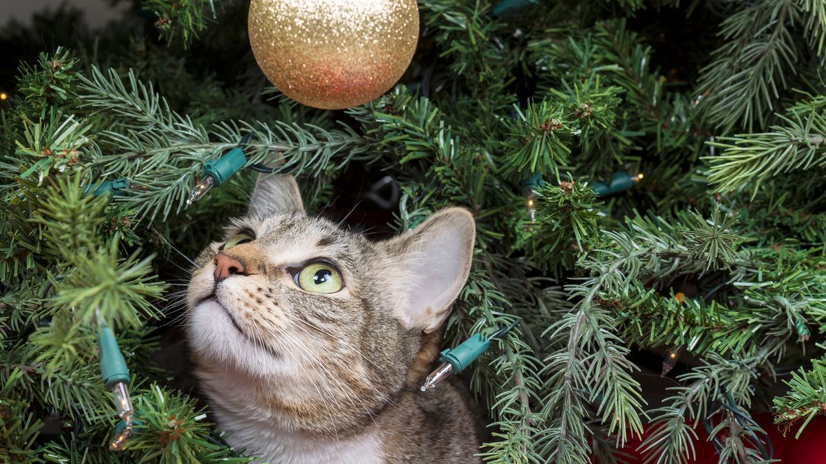 https://hips.hearstapps.com/hmg-prod/images/how-to-keep-cats-away-christmas-tree-1567707378.jpg?crop=1xw:0.7410536779324056xh;center,top&resize=1200:*