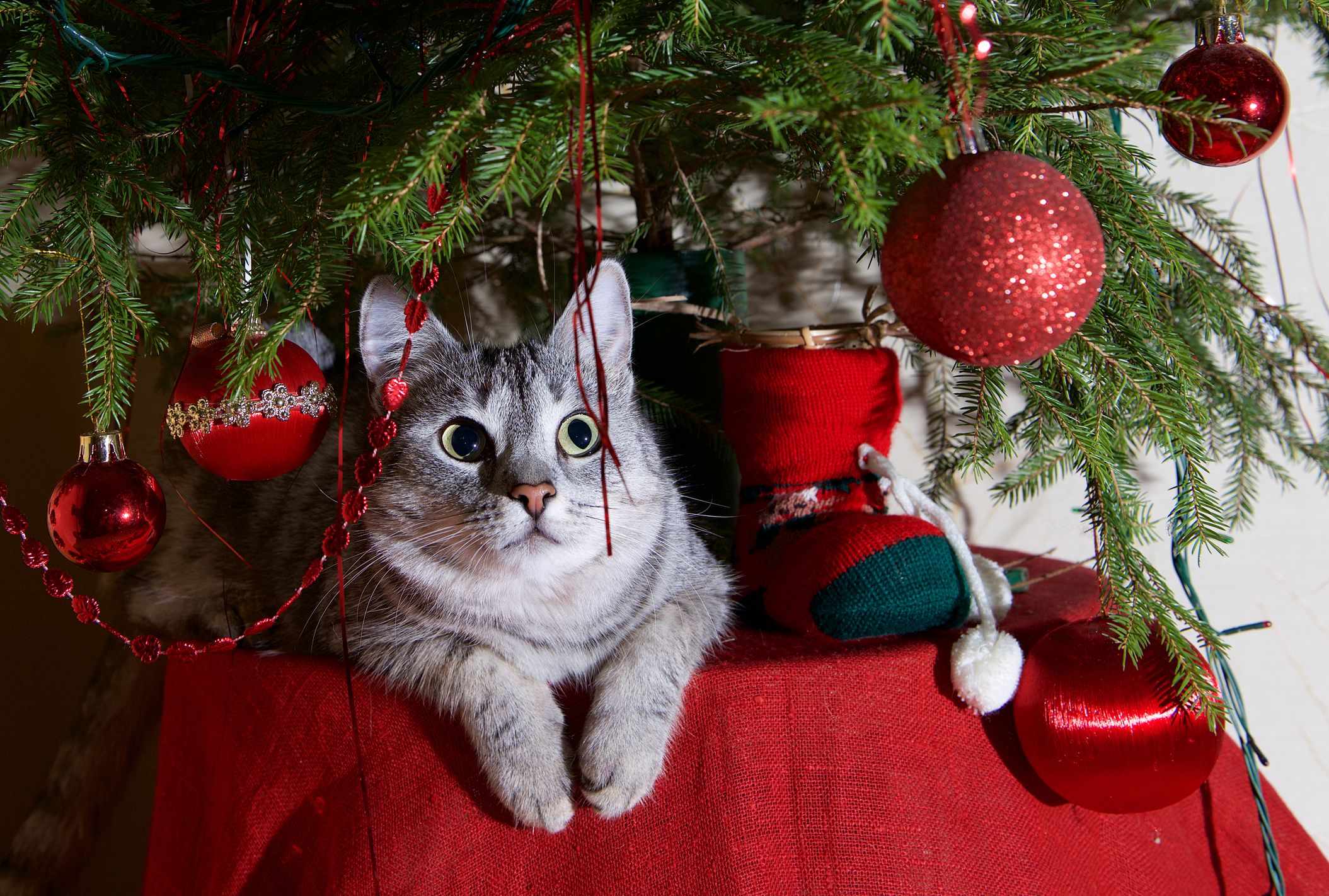 Cat on top of christmas tree best sale