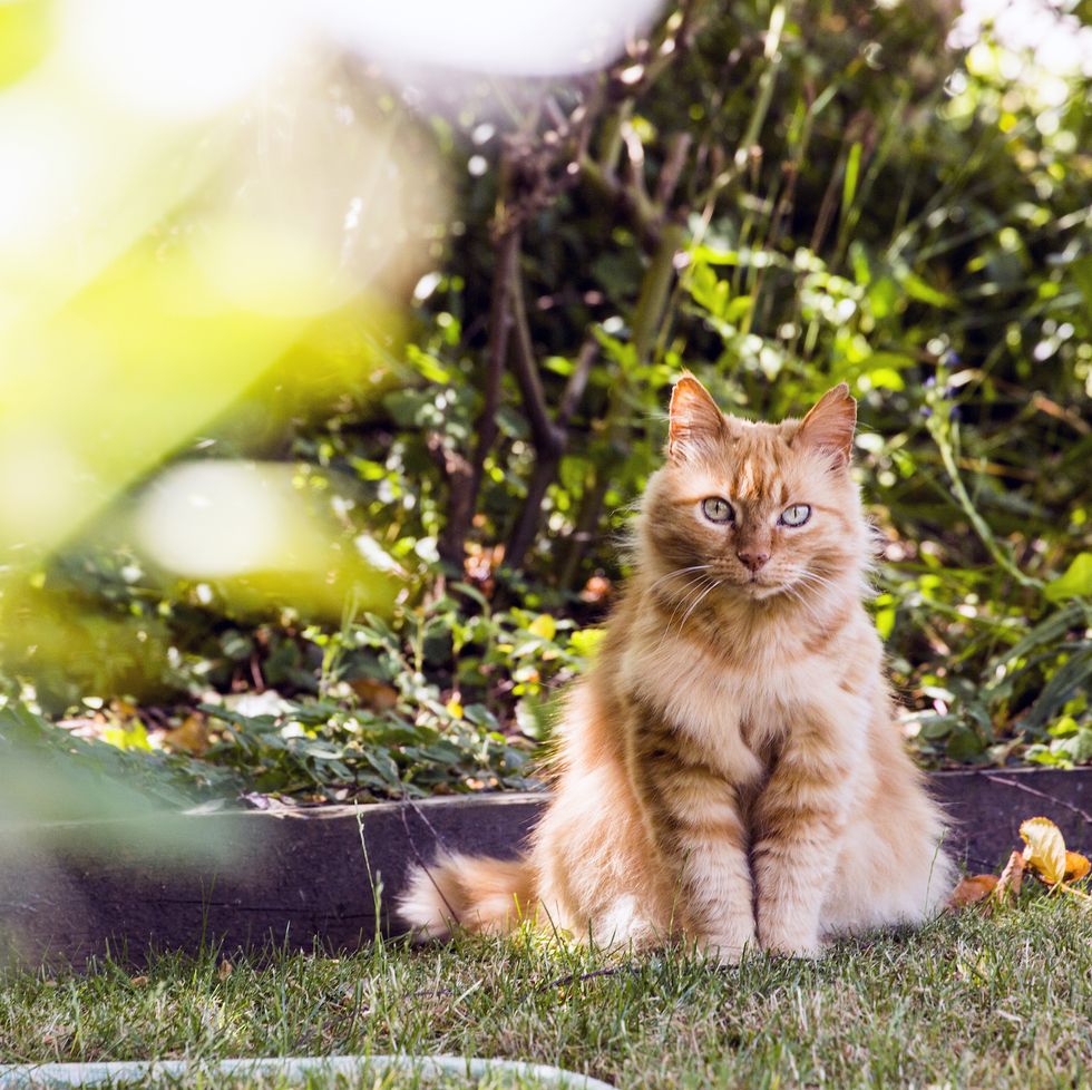 How To Keep Cats Out Of Garden 9 Ways