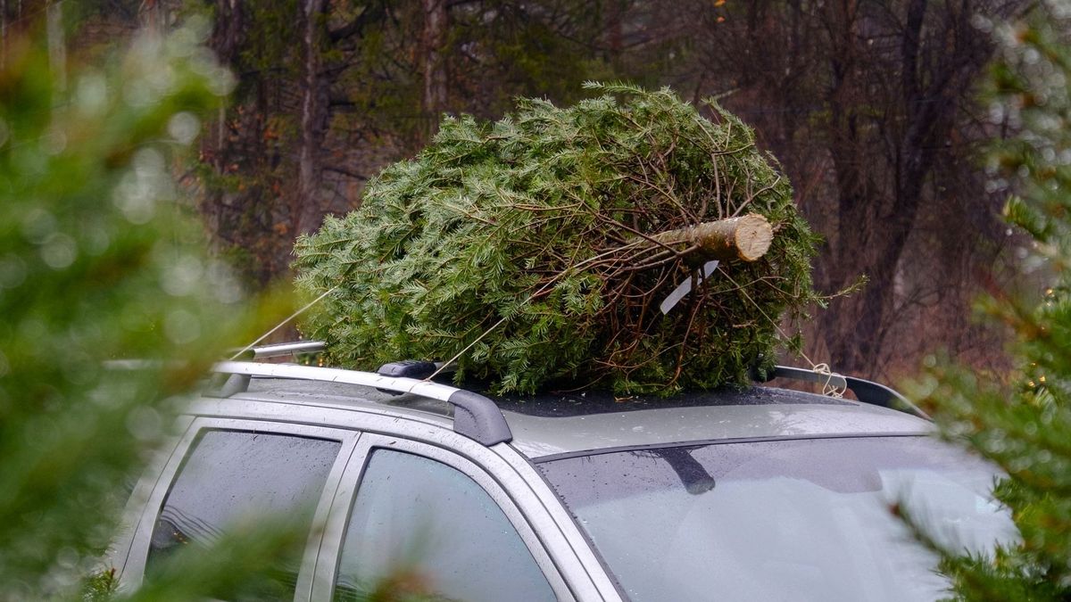 preview for How to Preserve Your Christmas Tree