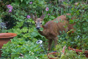 how to keep deer out of garden