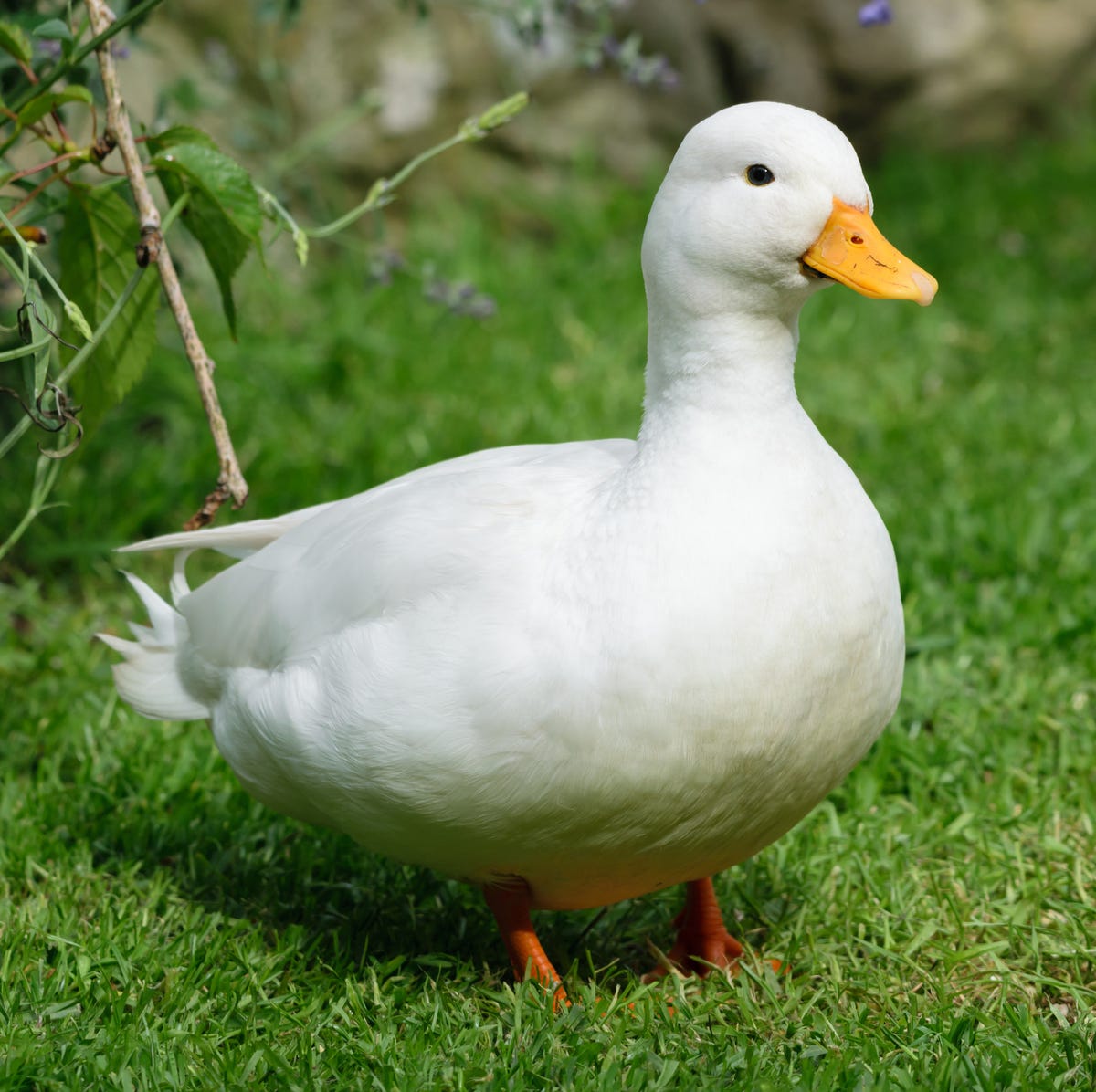 How To Keep Ducks - Duck Keeping Tips For Beginners