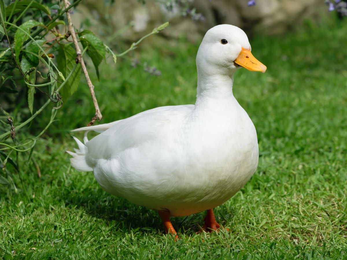 LV Duck - Ducklin