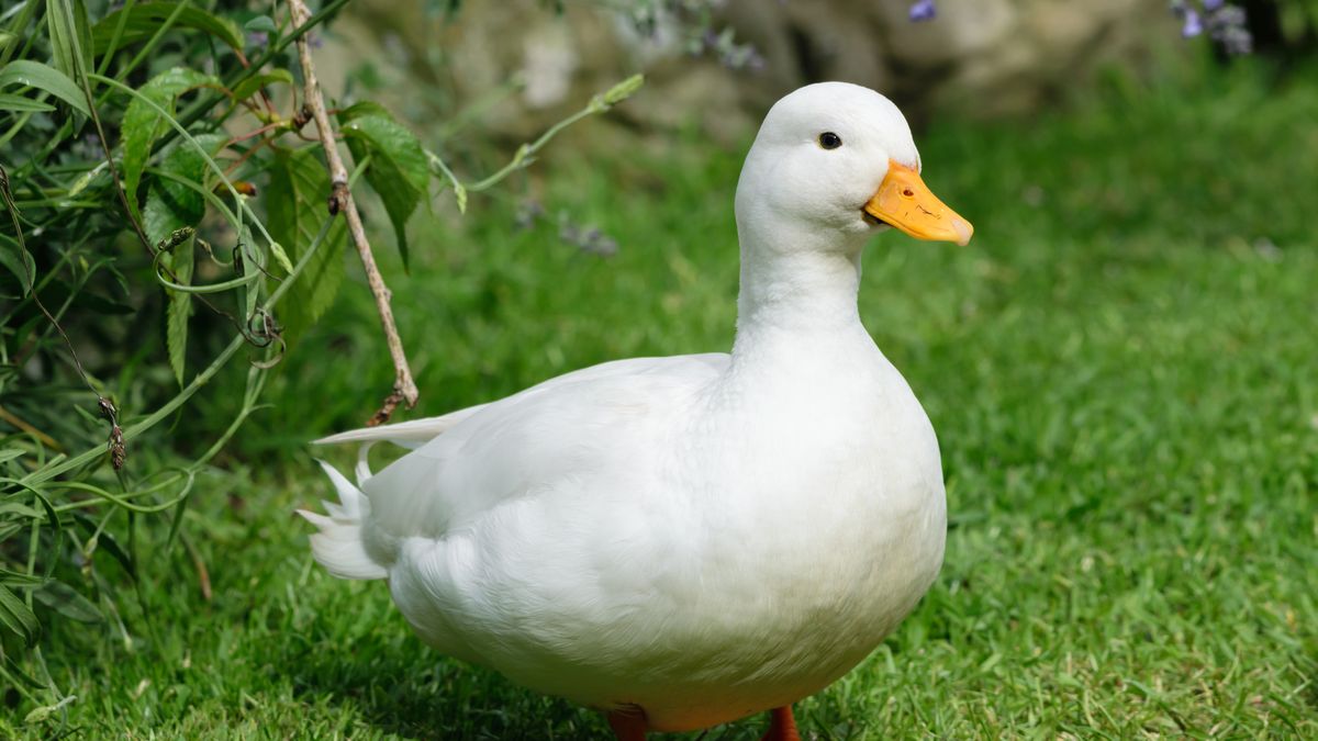 Duck Walking During Pregnancy: Expert Explains Why It Is A Must-Try